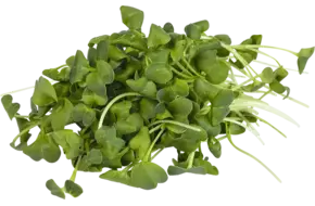 Radijs cress 50gr